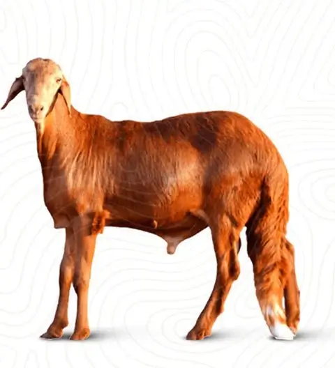 لحم سواكني